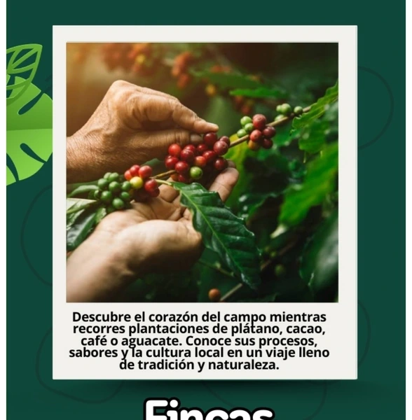 Fincas Productoras.